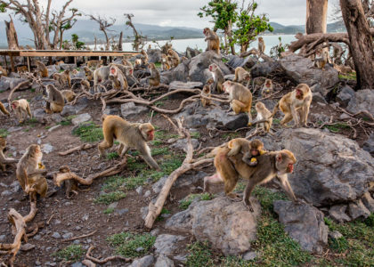 Primal Fear: Can Monkeys Help Unlock the Secrets of Trauma?